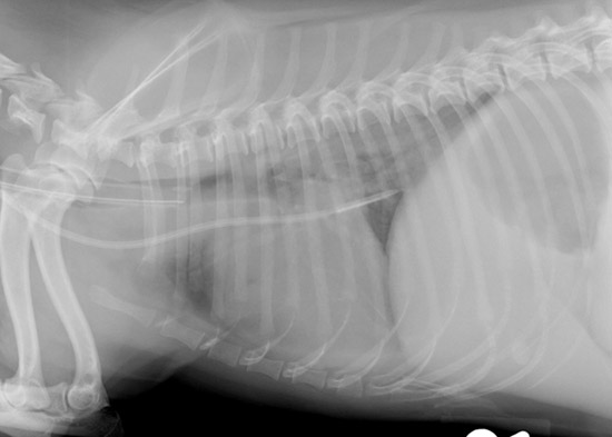 vetfolio figure 6