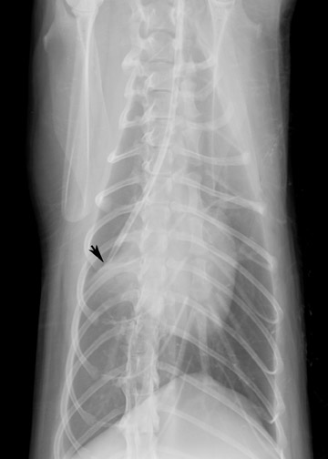 vetfolio figure 8