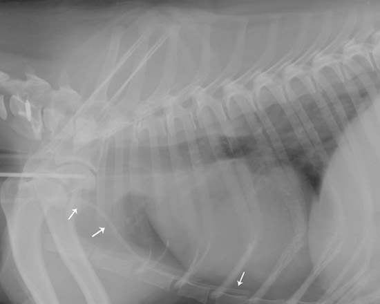 vetfolio figure 3